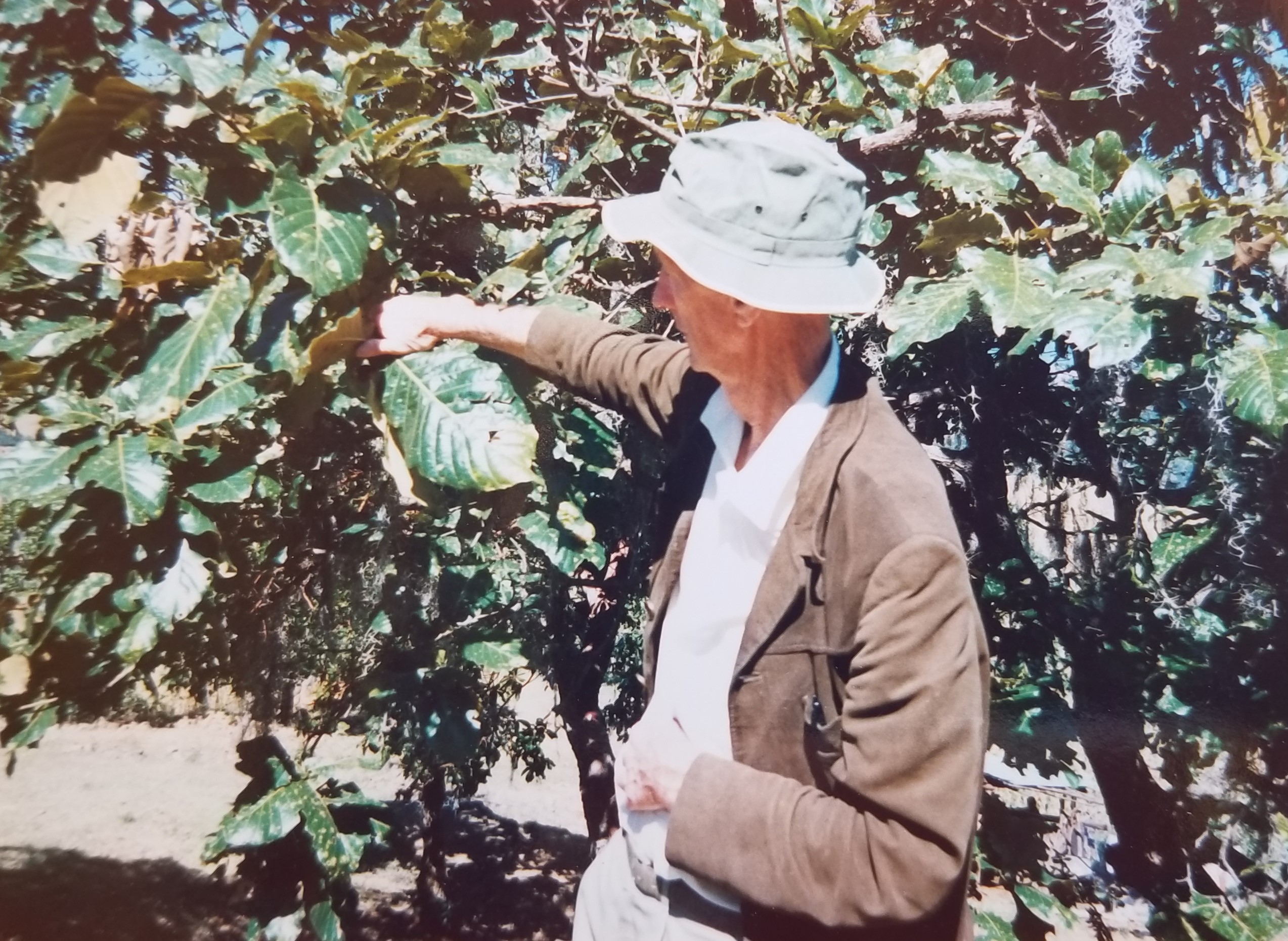 Bob Berry and large-leafed oak